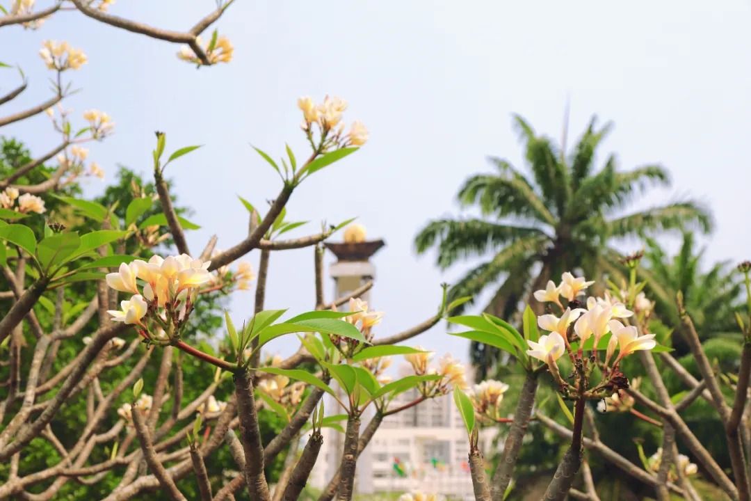 绿意染枝头  万物向阳生