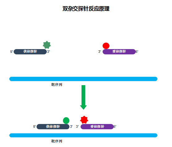 双杂交探针