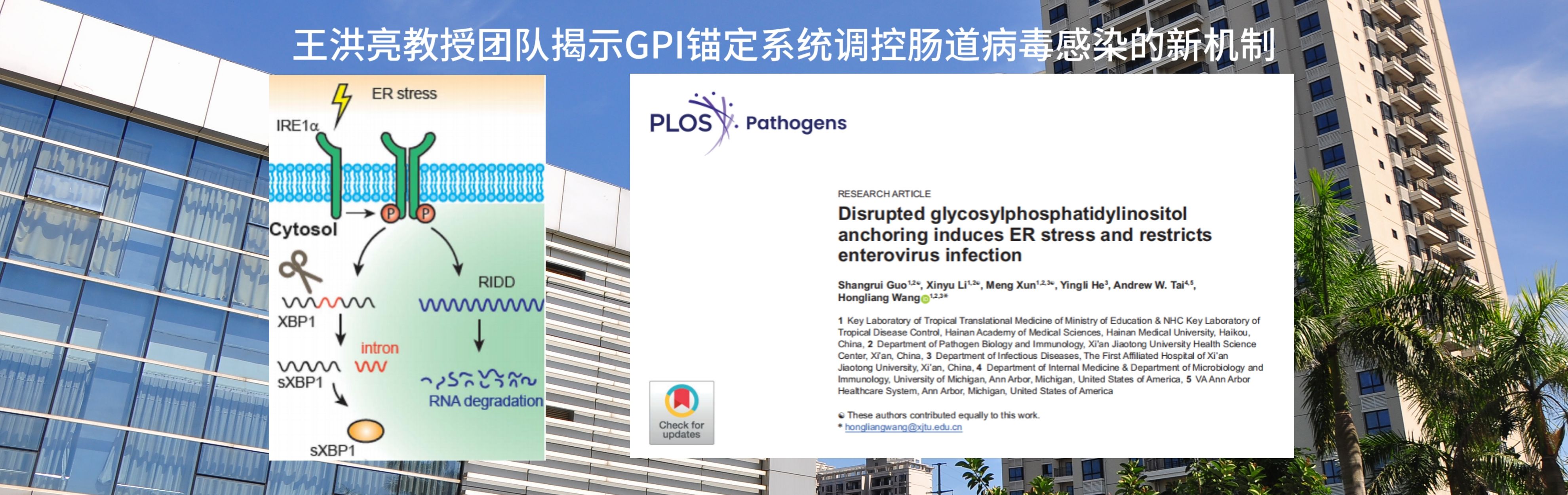 王洪亮教授团队在抗病毒机制研究方面取得重大突破——揭示GPI锚定系统调控肠道病毒感染的新机制，为抗病毒药物研发提供新靶点