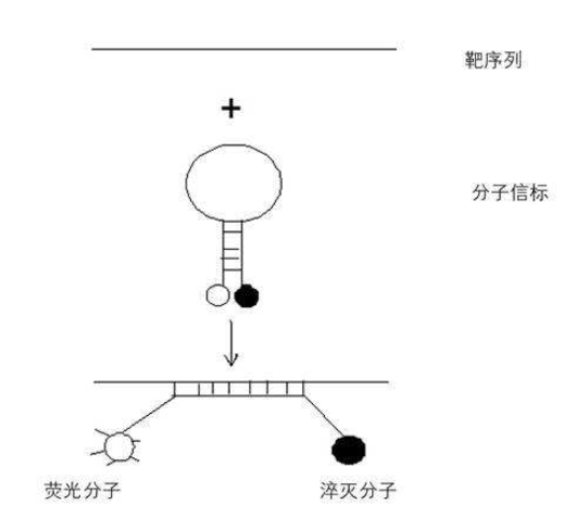 分子信标探针结构