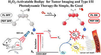 Graphical abstract: A simple hydrogen peroxide-activatable Bodipy for tumor imaging and type I/II photodynamic therapy