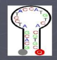 分子信标探针结构