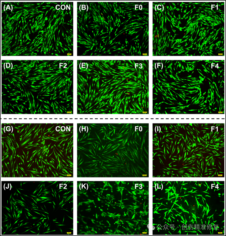 细胞染色——活死染色（Live-Dead Cell Staining）-海南省生物材料与医疗器械工程研究中心