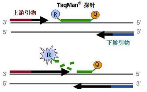 qPCR探针法的本质