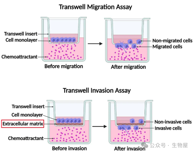 实验技术(四)：Transwell细胞迁移/侵袭实验-海南省生物材料与医疗器械工程研究中心