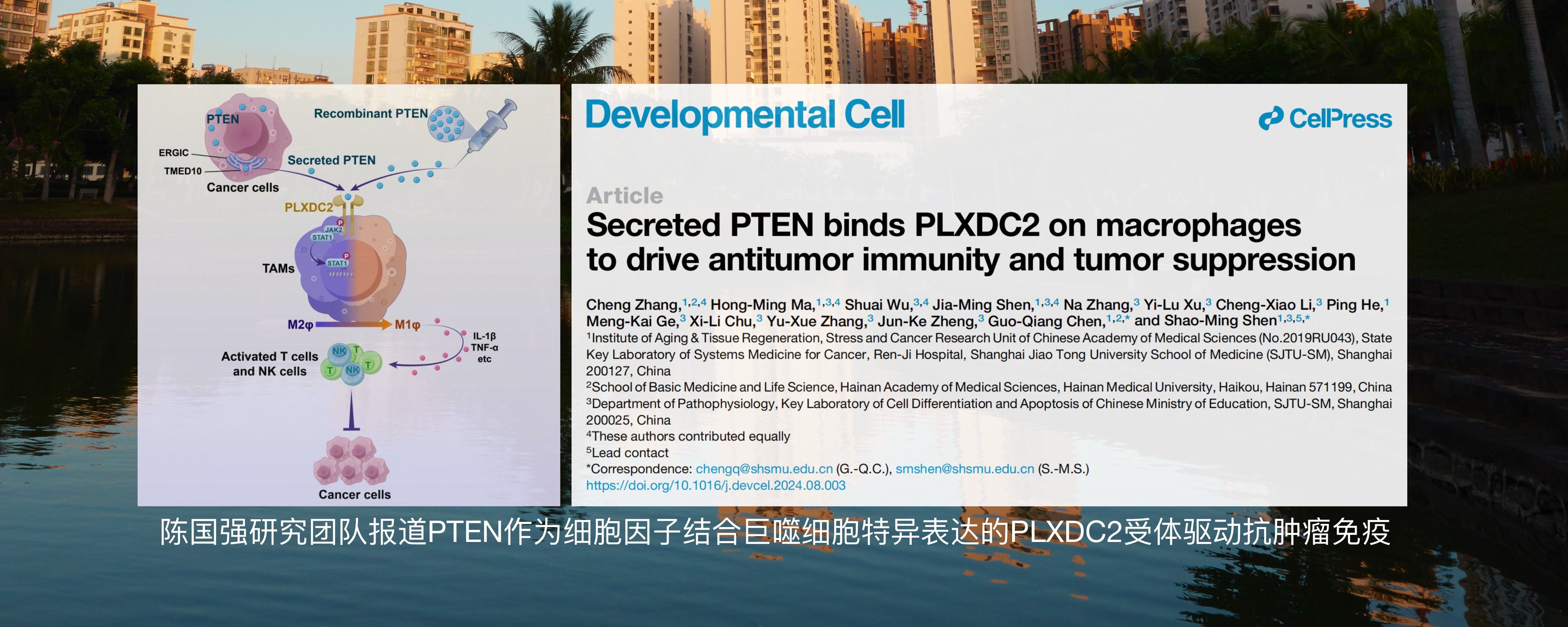 陈国强研究团队报道PTEN作为细胞因子结合巨噬细胞特异表达的PLXDC2受体驱动抗肿瘤免疫