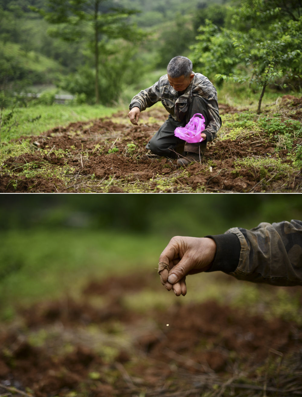 在广西柳州市融安县东起乡铜板屯，村民龙革雄在山上播种（4月23日摄）。10多年来，龙革雄返乡创业，和村民们一起发展水果种植和观光旅游。