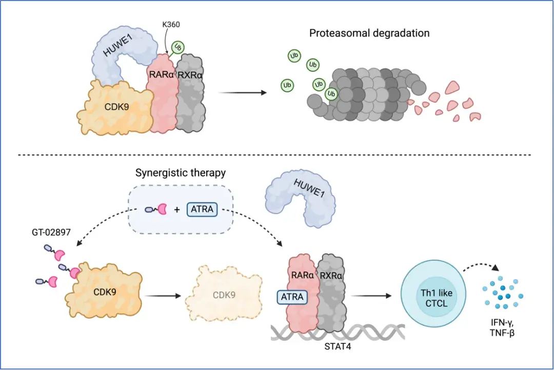 科研速递：《Nat Commun（自然·通讯）》丨陈国强团队发现CDK9调控RARα蛋白降解并开发T细胞淋巴瘤靶向治疗新策略