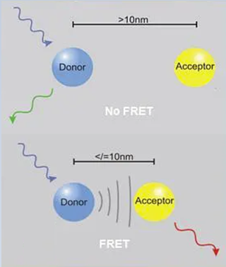 荧光共振能量转移